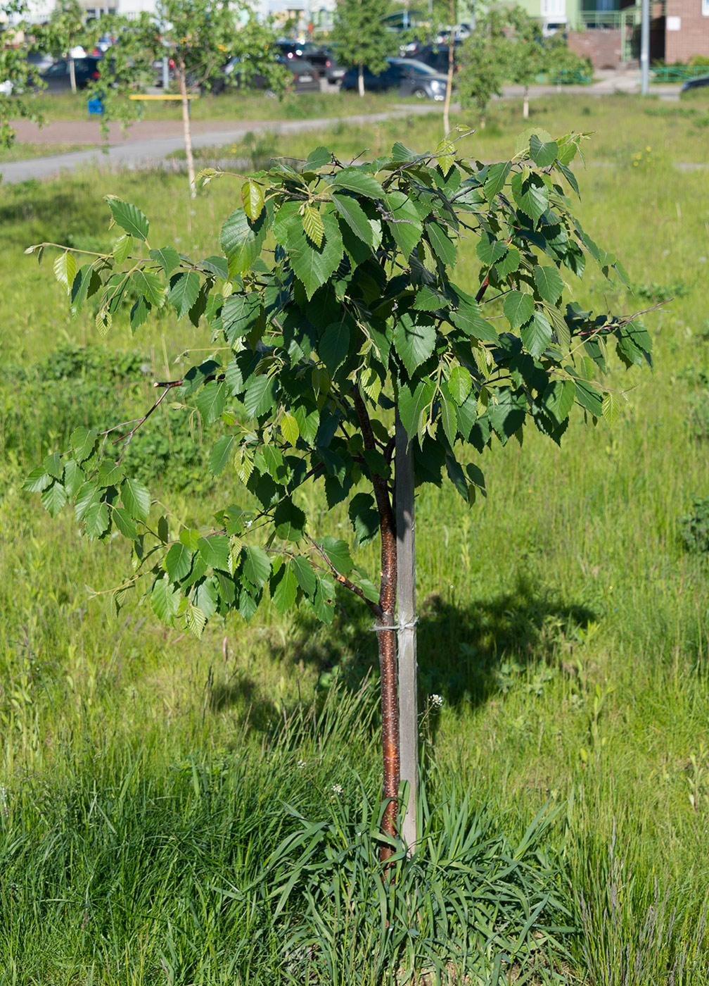 Изображение особи Betula papyrifera.