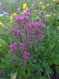 Pedicularis anthemifolia