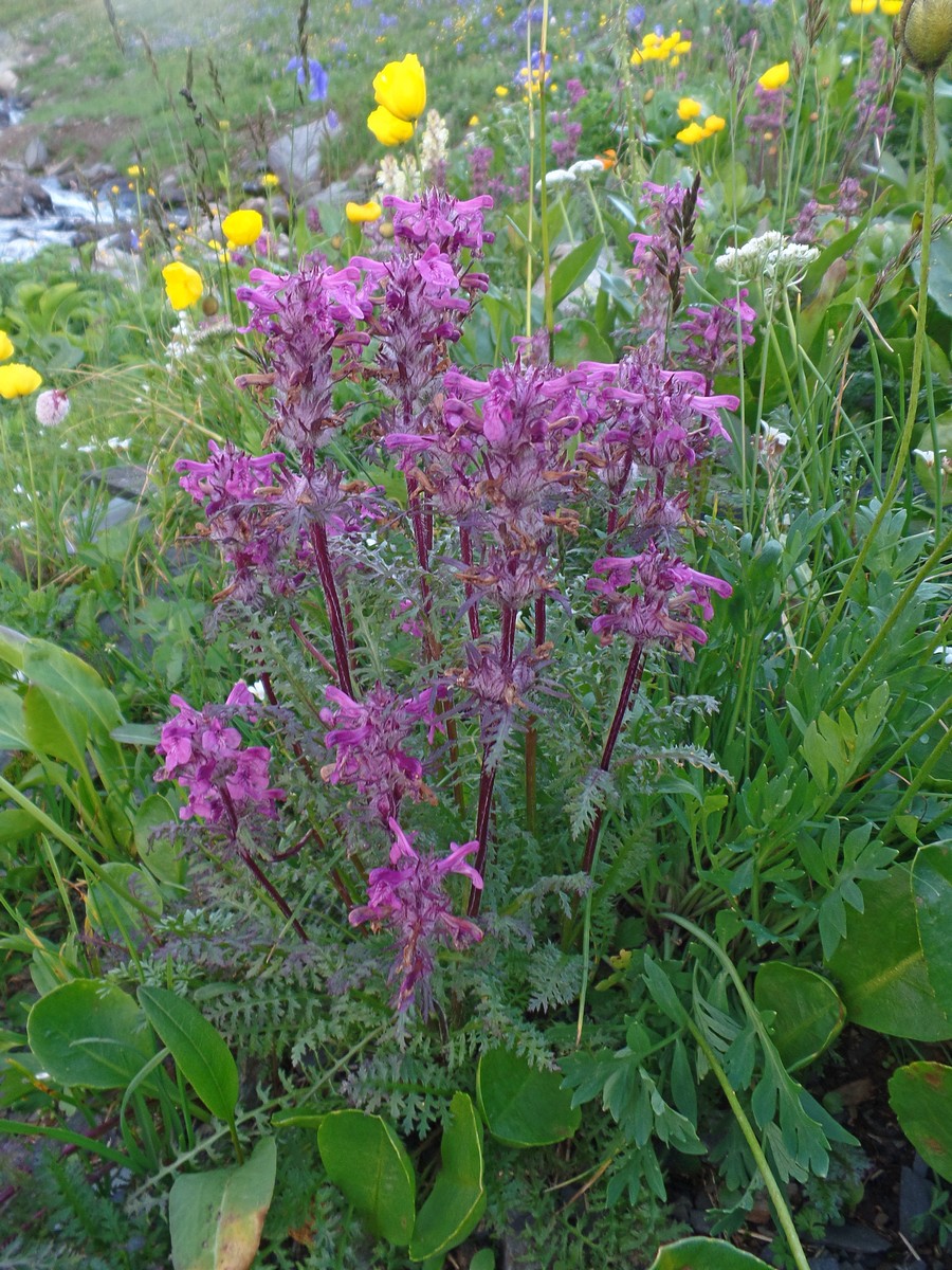 Image of Pedicularis anthemifolia specimen.