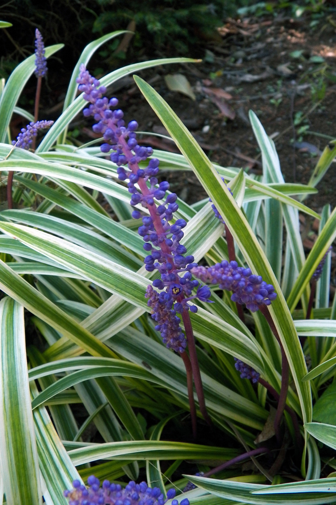 Image of Liriope muscari specimen.
