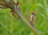 Gymnadenia conopsea. Часть побега с завязавшимся плодом и притаившимся пауком. Приморский край, Уссурийский гор. округ, окр. с. Монакино, разнотравный луг на небольшой сопке. 01.07.2017.