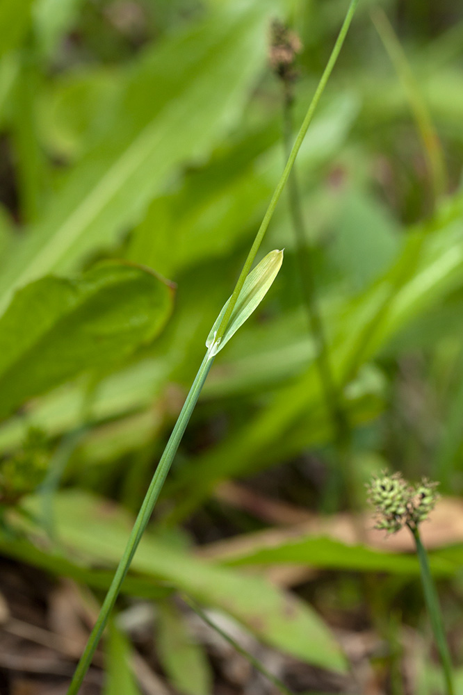 Image of Poa alpigena specimen.