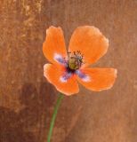 Papaver dubium. Цветок. Ростовская обл., хутор Гусарева Балка, хоз. двор. 08.05.2010.