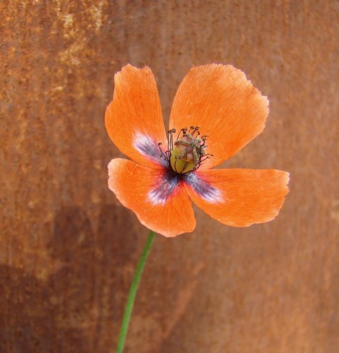 Изображение особи Papaver dubium.