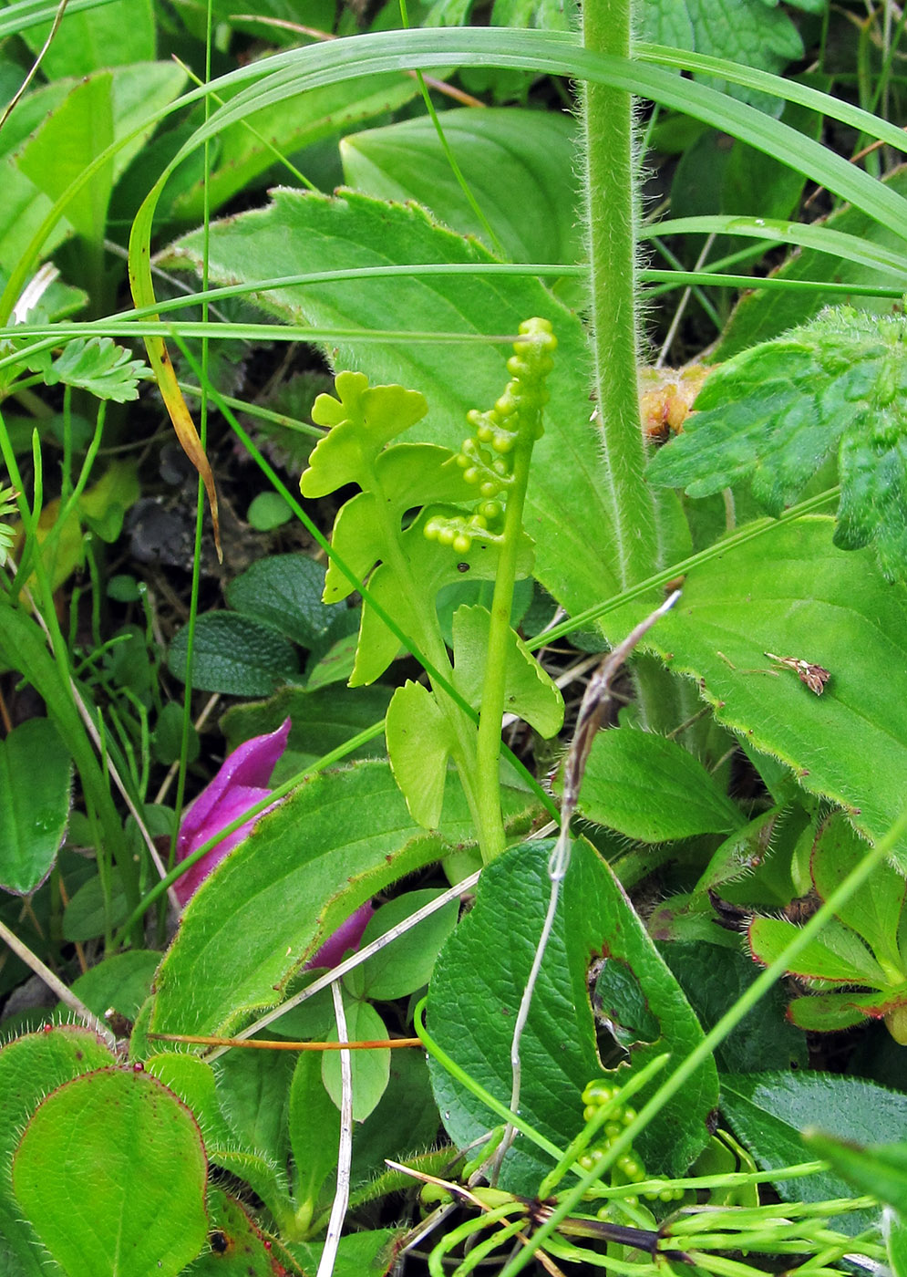 Изображение особи Botrychium lunaria.