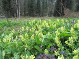 Corydalis bracteata