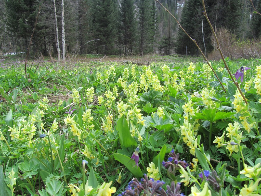 Image of Corydalis bracteata specimen.