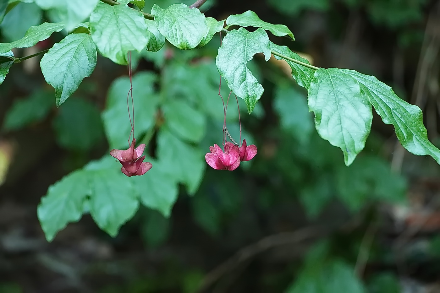 Изображение особи Euonymus latifolius.