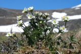 Anemonastrum sibiricum. Цветущее растение. Чукотка, побережье бухты Провидения. 21.06.2009.