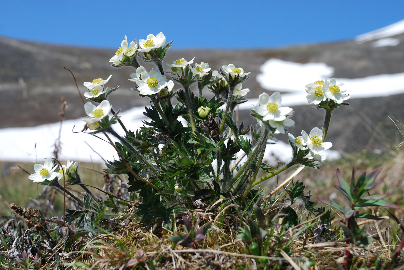 Изображение особи Anemonastrum sibiricum.