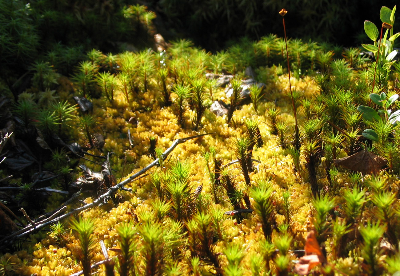 Изображение особи Polytrichum commune.