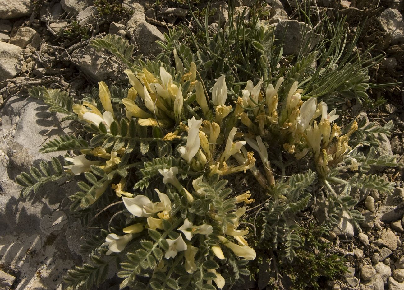 Изображение особи Astragalus rupifragus.