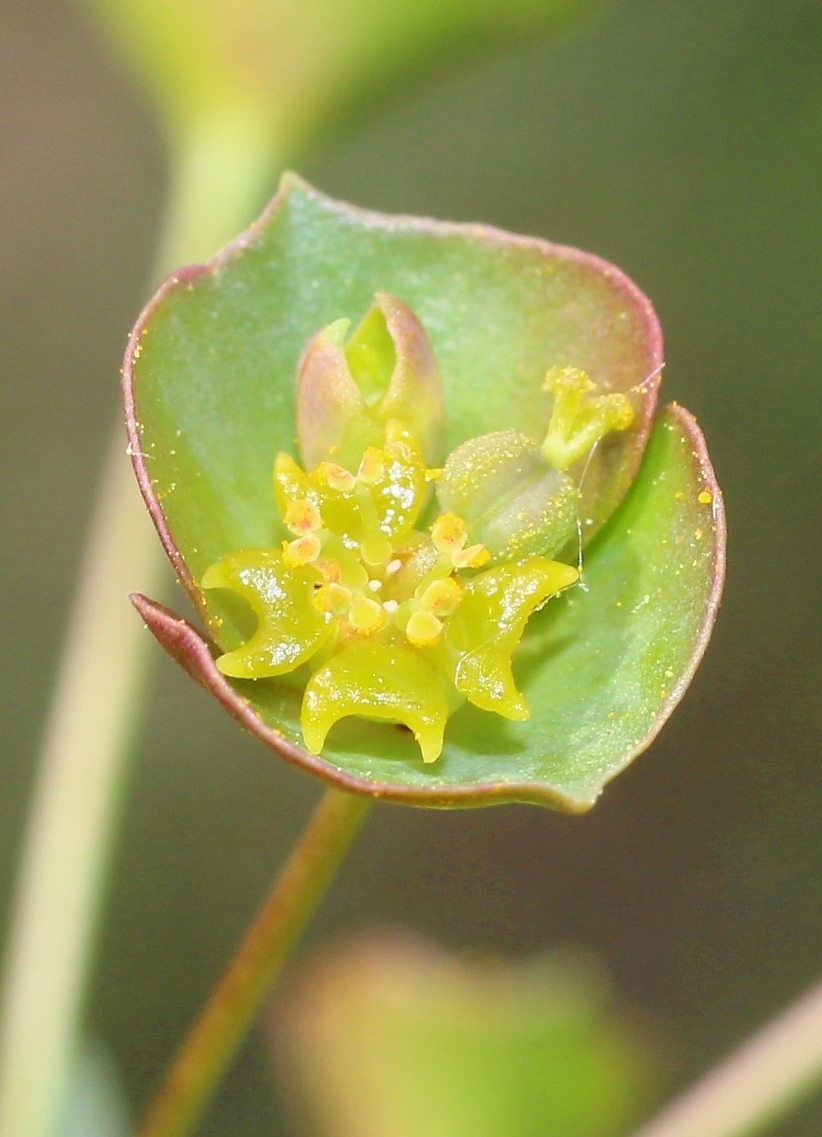 Изображение особи Euphorbia subtilis.