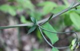 Lathyrus rotundifolius