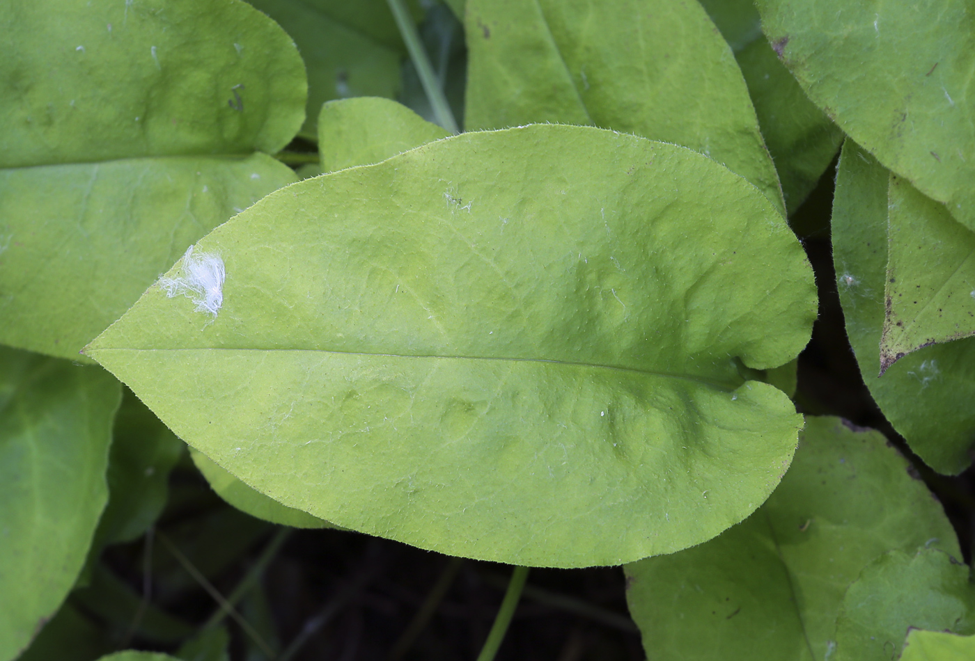 Image of Pulmonaria obscura specimen.