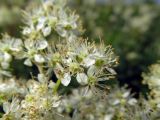 Filipendula ulmaria