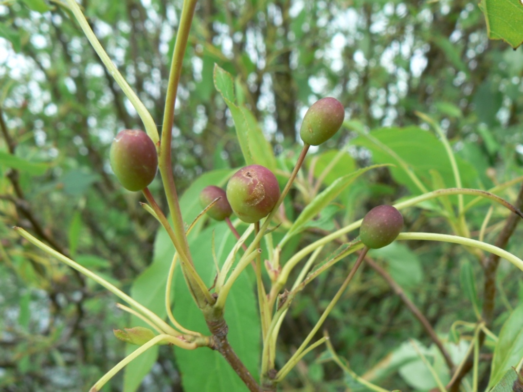 Image of Malus mandshurica specimen.