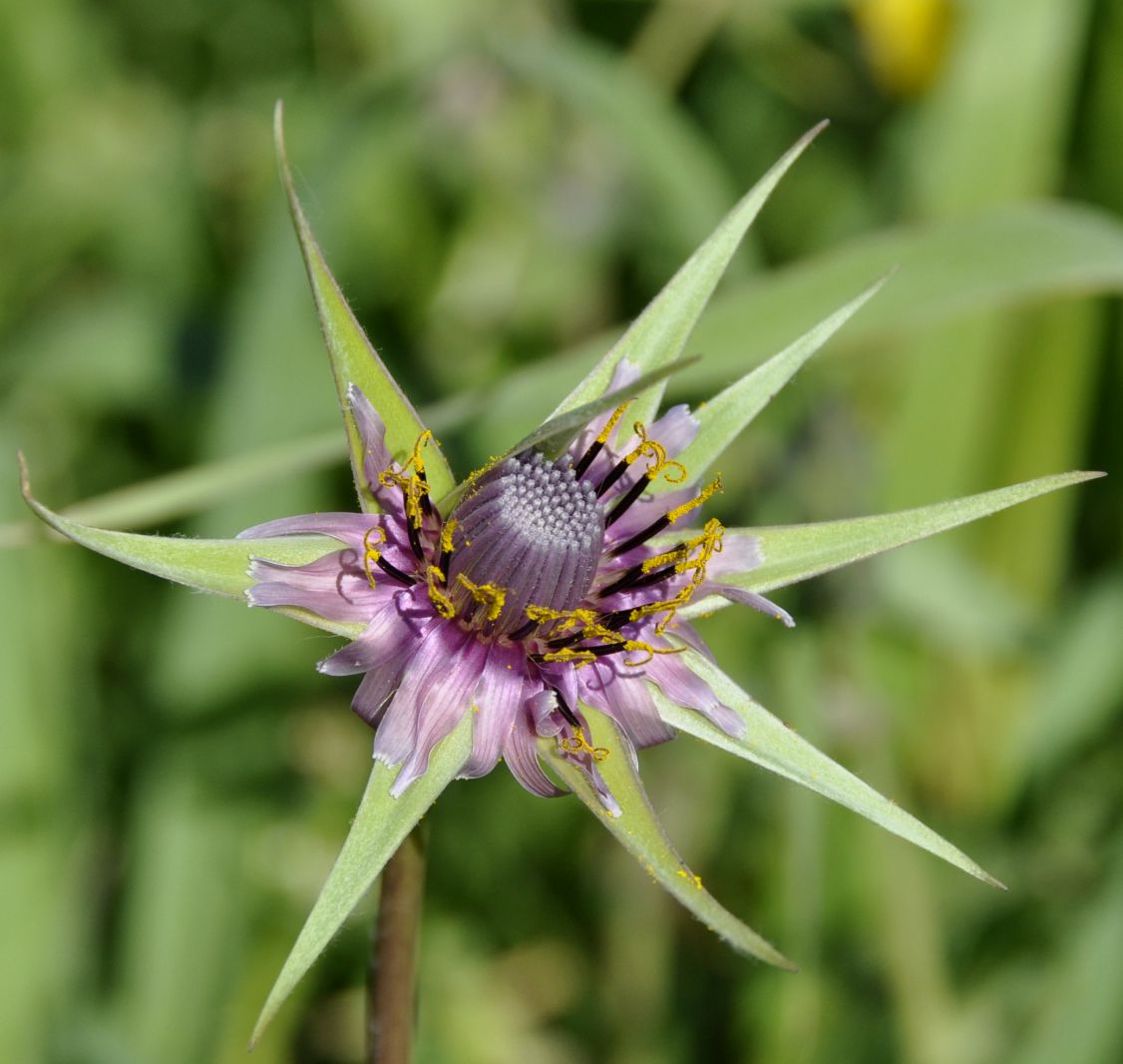 Image of Tragopogon australis specimen.