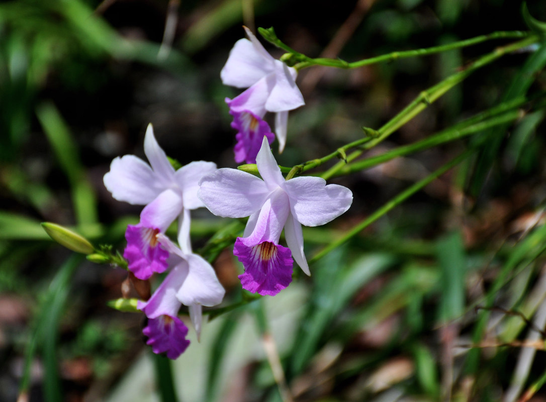 Изображение особи Arundina graminifolia.
