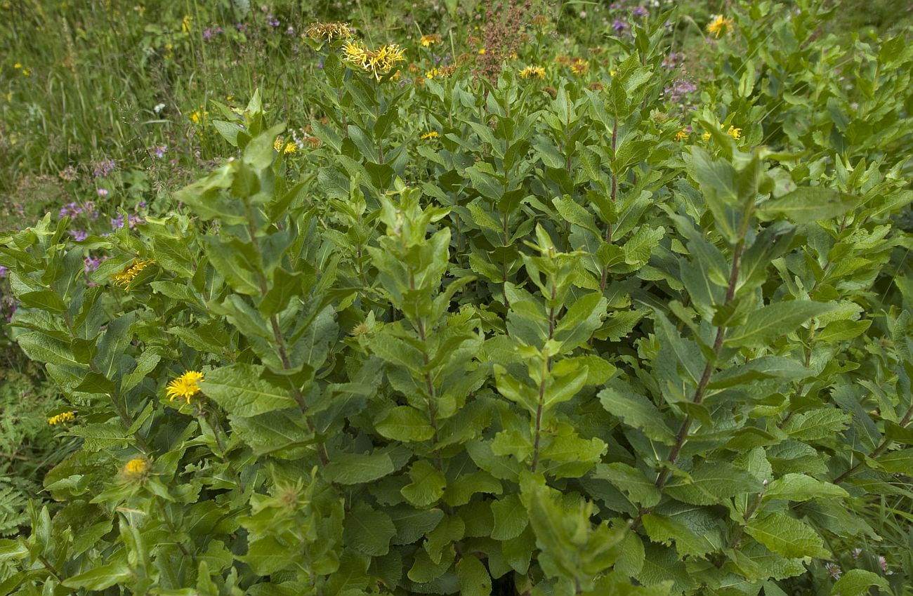 Изображение особи Inula orientalis.