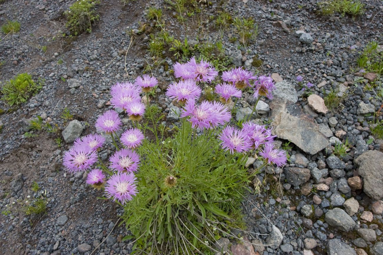 Изображение особи Psephellus caucasicus.