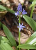 Scilla lilio-hyacinthus