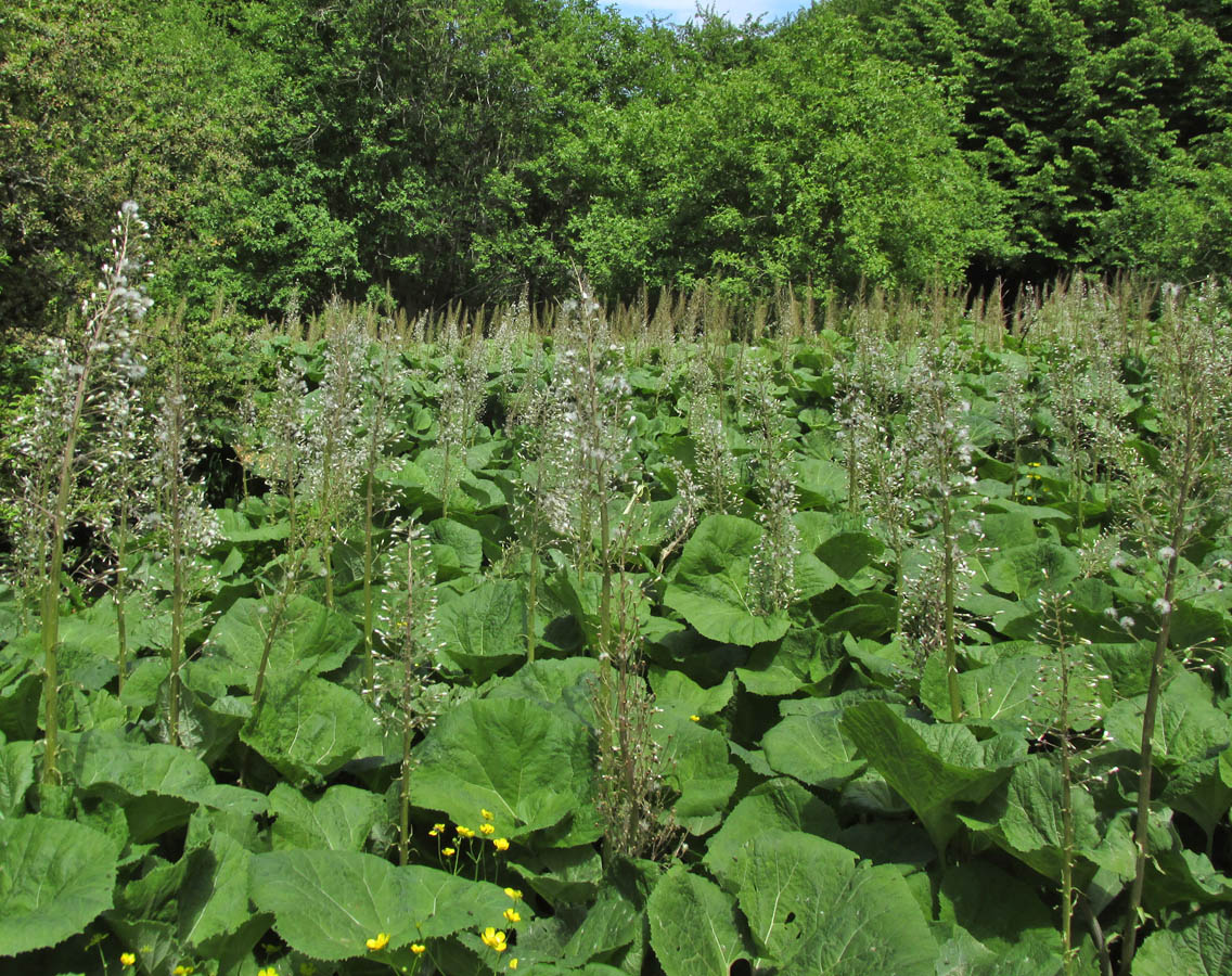 Изображение особи Petasites hybridus.