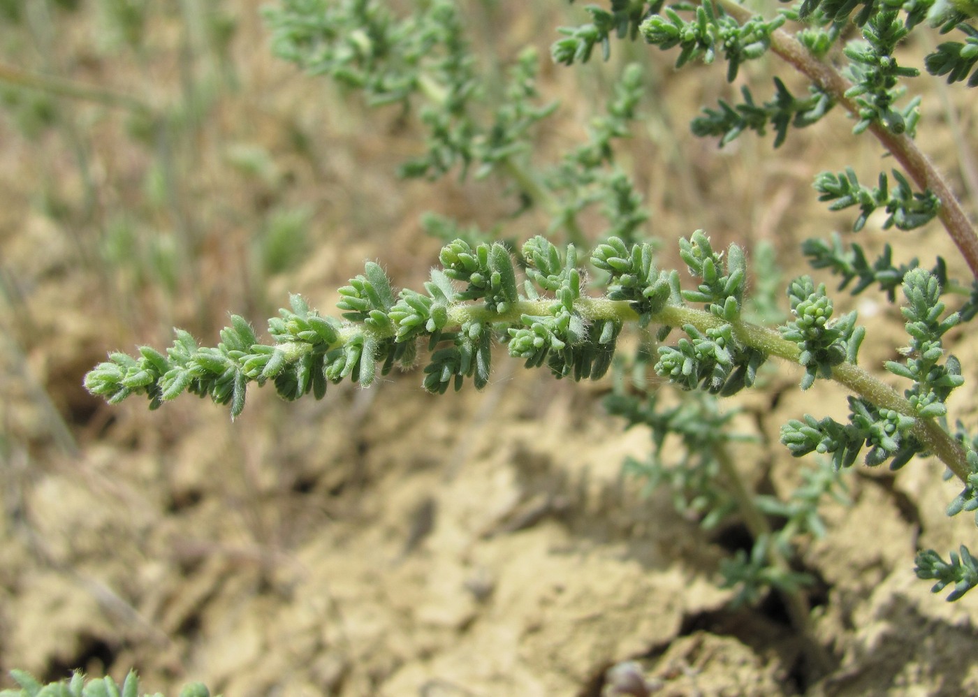 Изображение особи род Salsola.