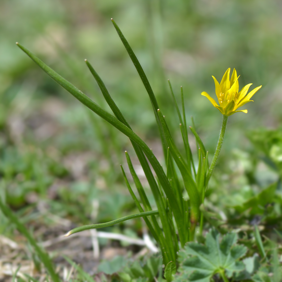 Изображение особи Gagea liotardii.