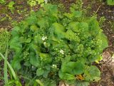 Pachyphragma macrophyllum. Отцветающие растения с незрелыми плодами. Москва, Воробьёвы горы, Ботанический сад МГУ, в культуре. 06.06.2018.