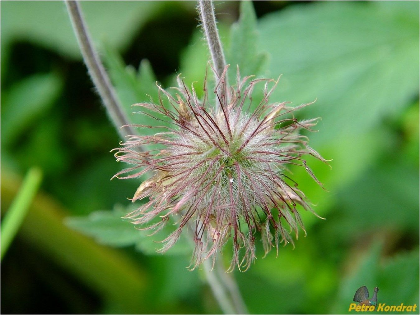 Изображение особи Geum rivale.