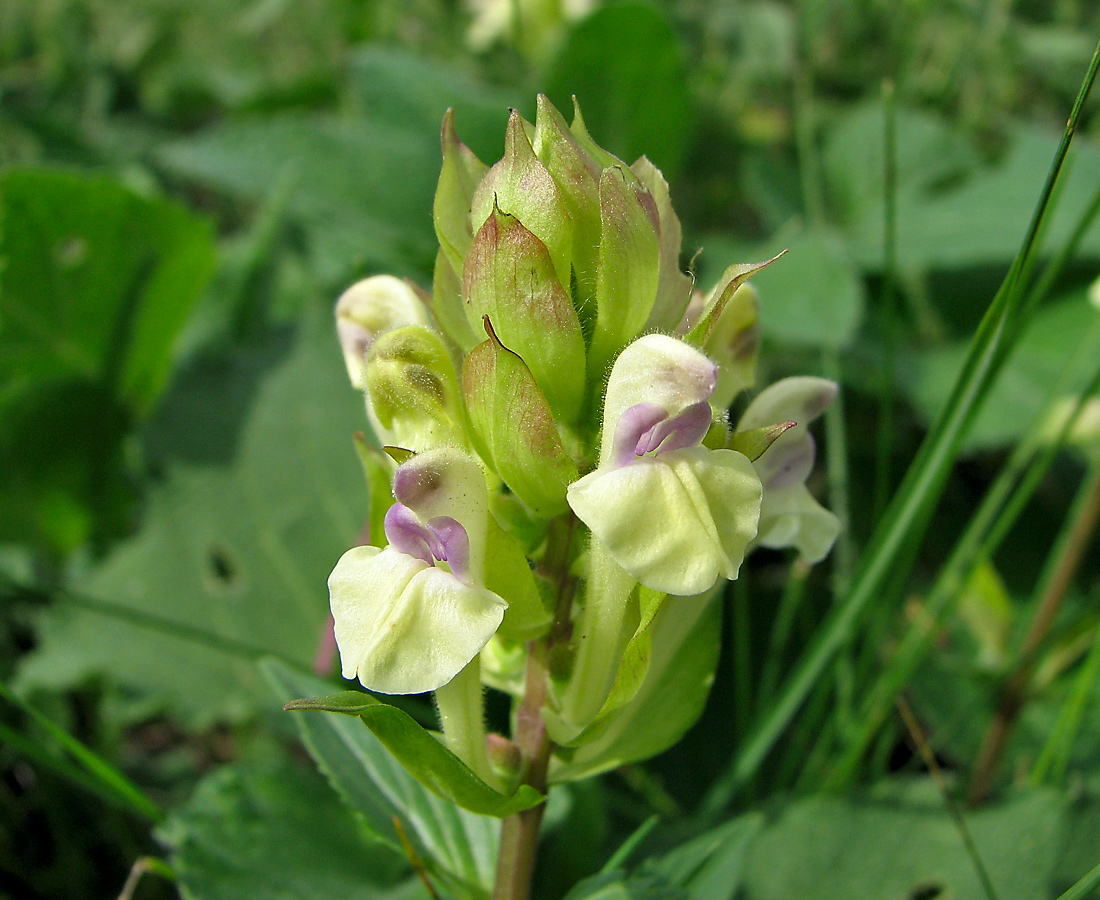 Изображение особи Scutellaria creticola.