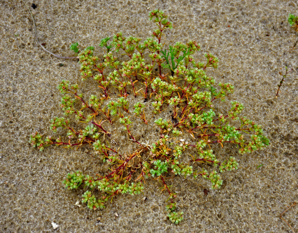 Изображение особи Scleranthus annuus.