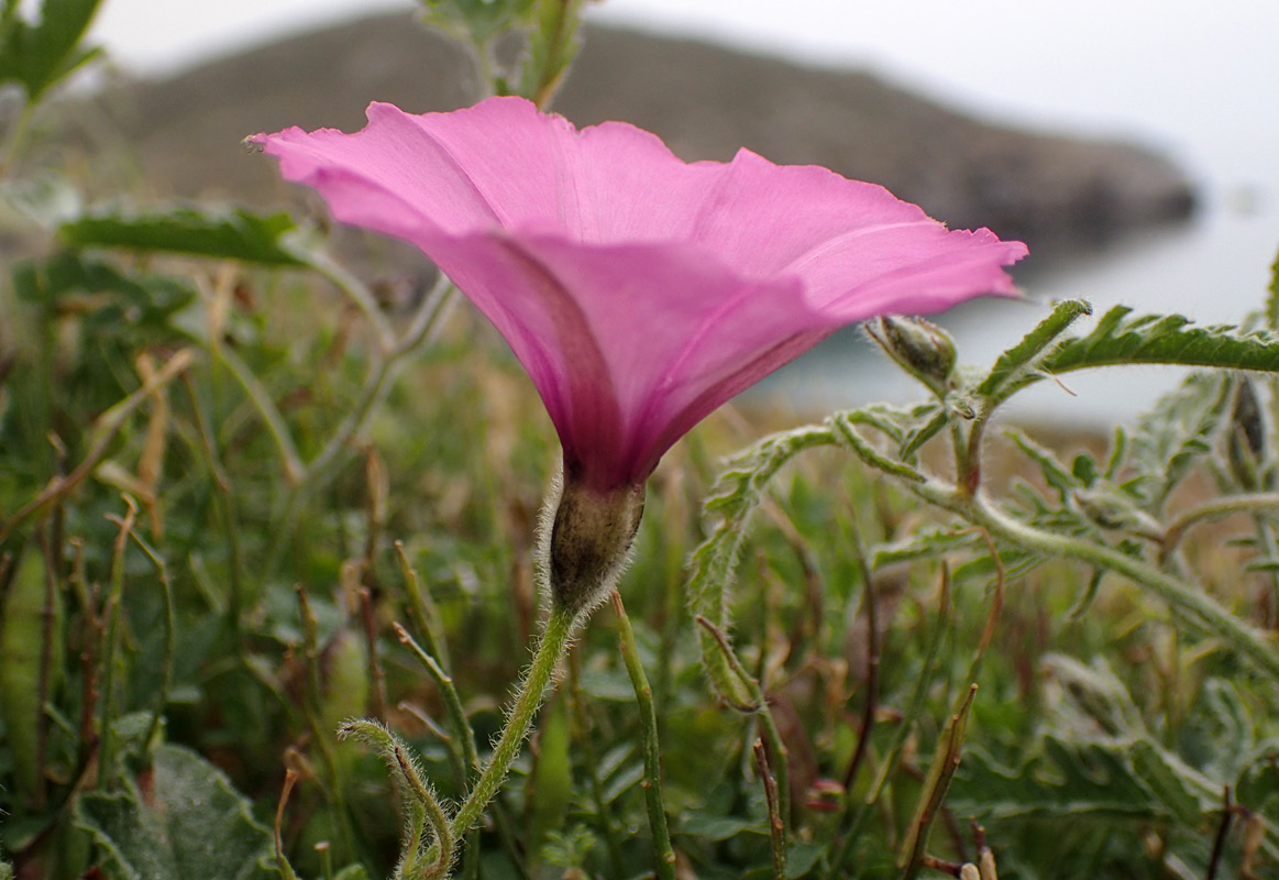 Изображение особи Convolvulus althaeoides.