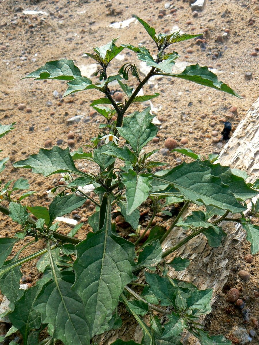 Изображение особи Solanum nigrum.