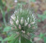 Trifolium diffusum. Соцветие. Дагестан, г. о. Махачкала, гора Тарки-Тау, у дороги. 16.05.2018.