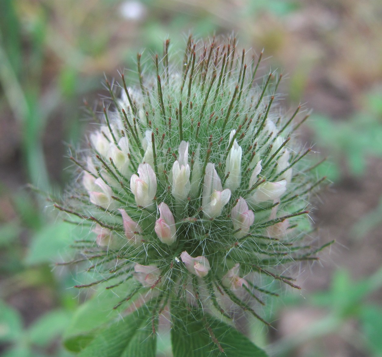 Image of Trifolium diffusum specimen.