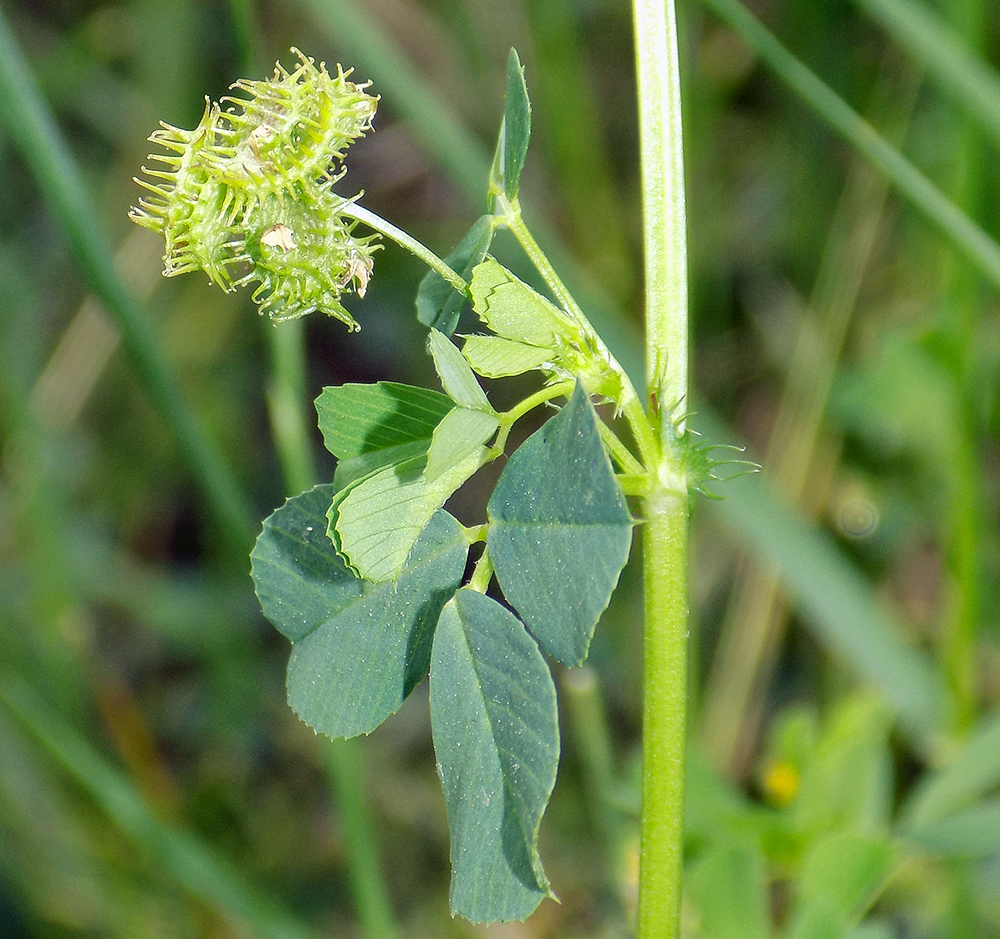Изображение особи Medicago denticulata.