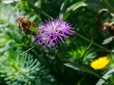 Centaurea jacea