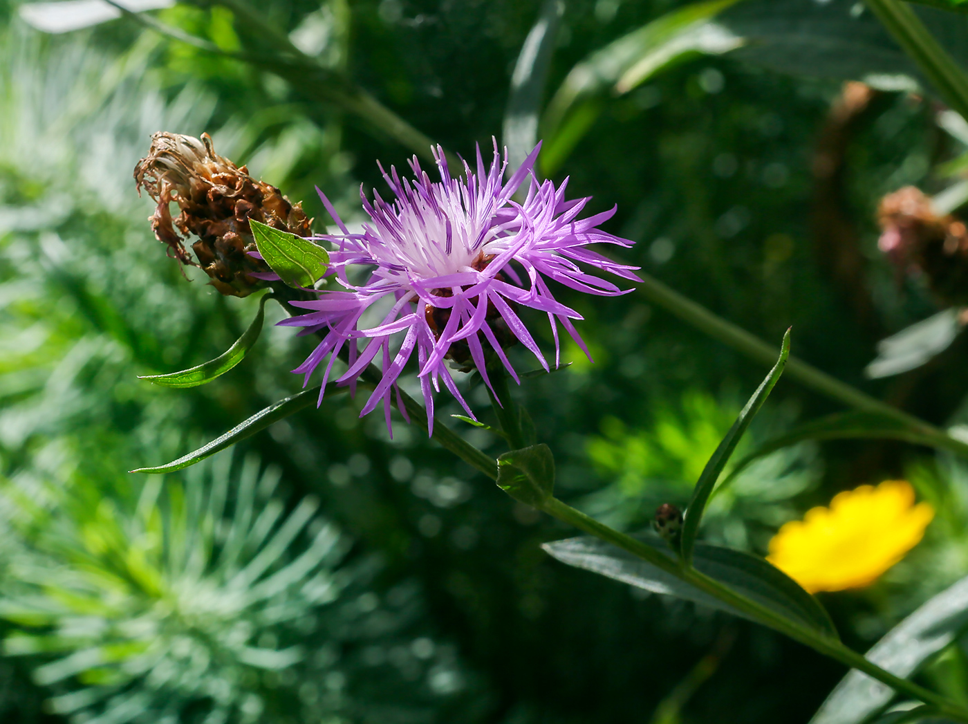 Изображение особи Centaurea jacea.