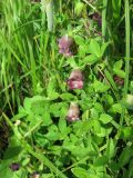 Codonopsis ussuriensis