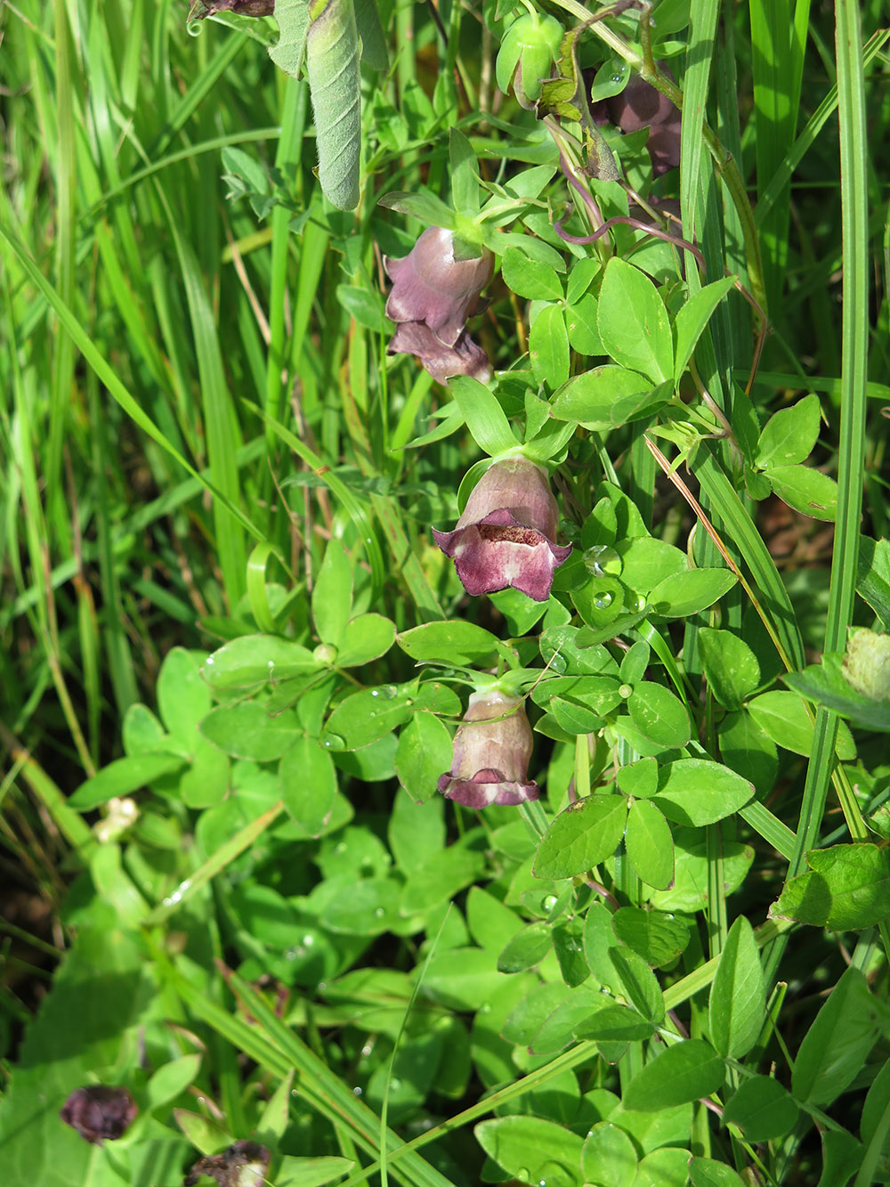 Изображение особи Codonopsis ussuriensis.