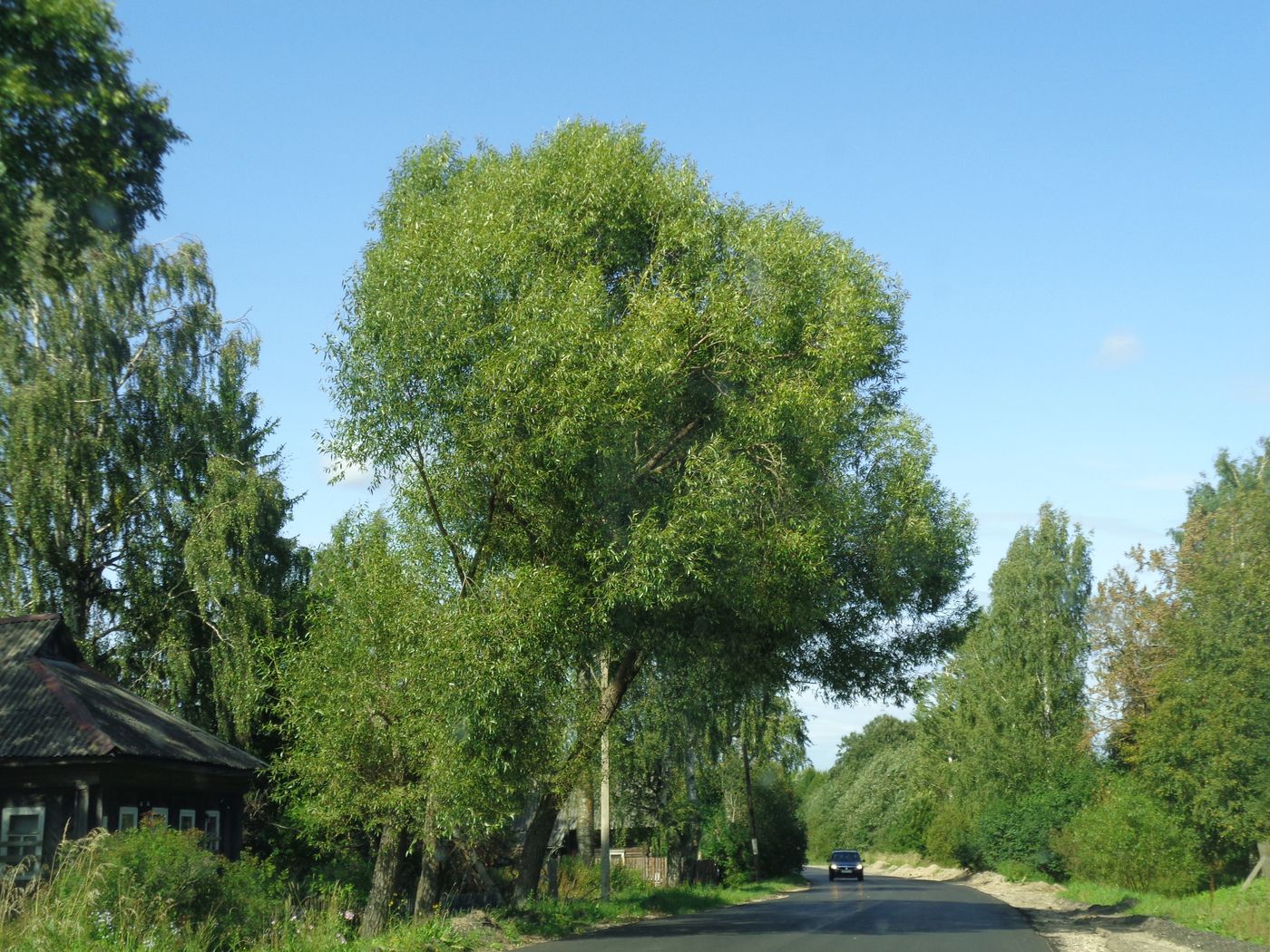 Image of Salix euxina specimen.