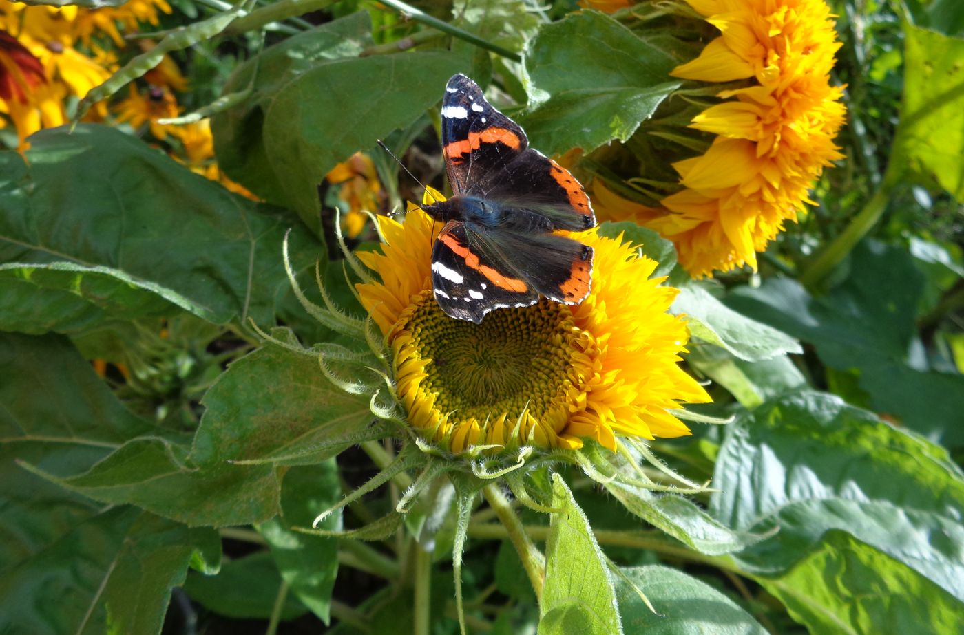 Изображение особи Helianthus annuus.