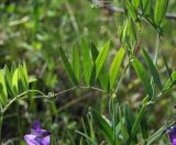 Lathyrus pilosus. Часть цветущего побега. Магаданская обл., окр. г. Магадан, ост. \"Аммональная\", долина р. Балахапчан, разнотравная поляна. 16.07.2018.