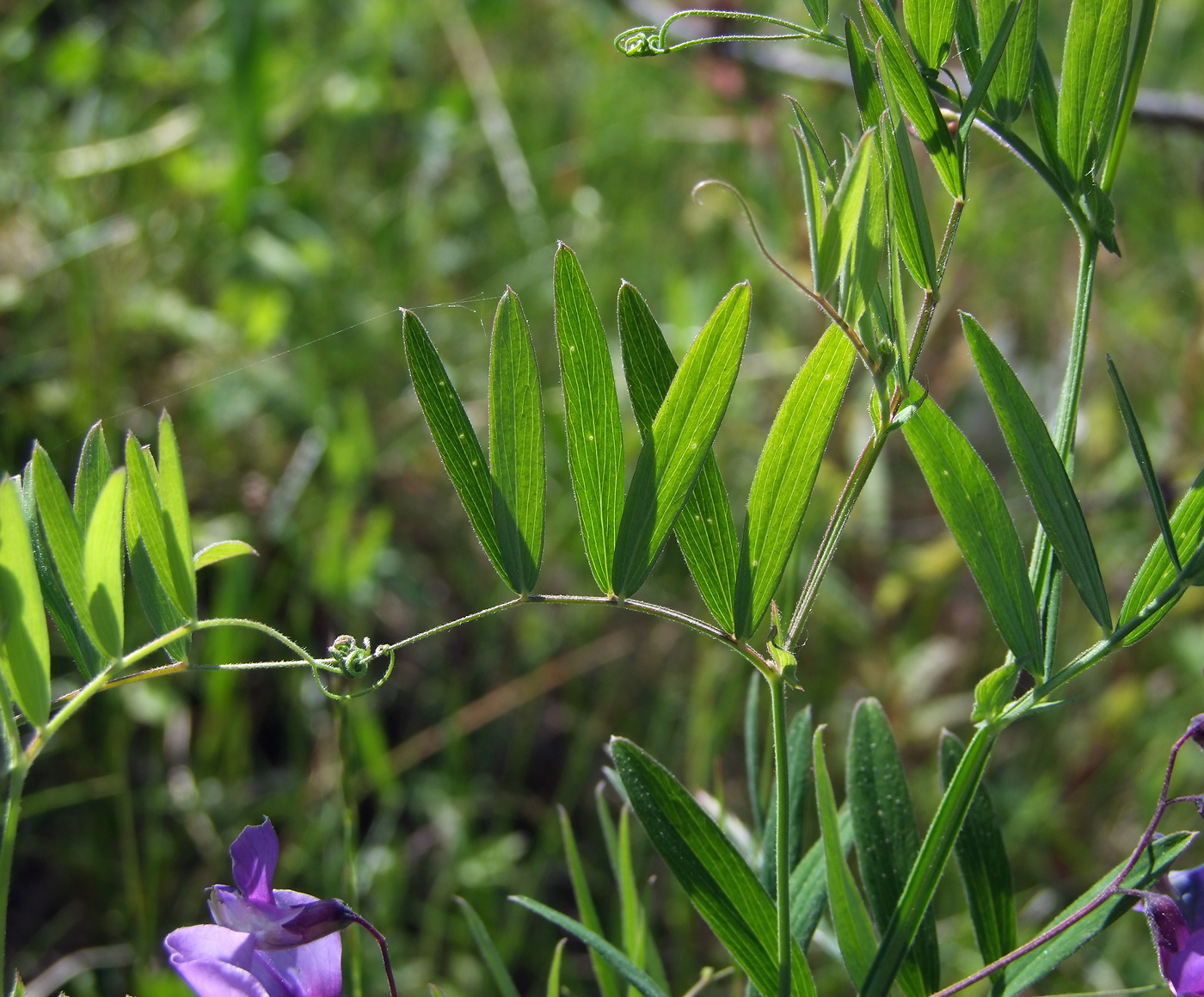 Image of Lathyrus pilosus specimen.