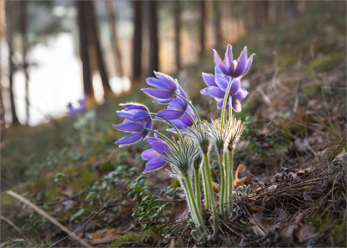 Image of Pulsatilla patens specimen.