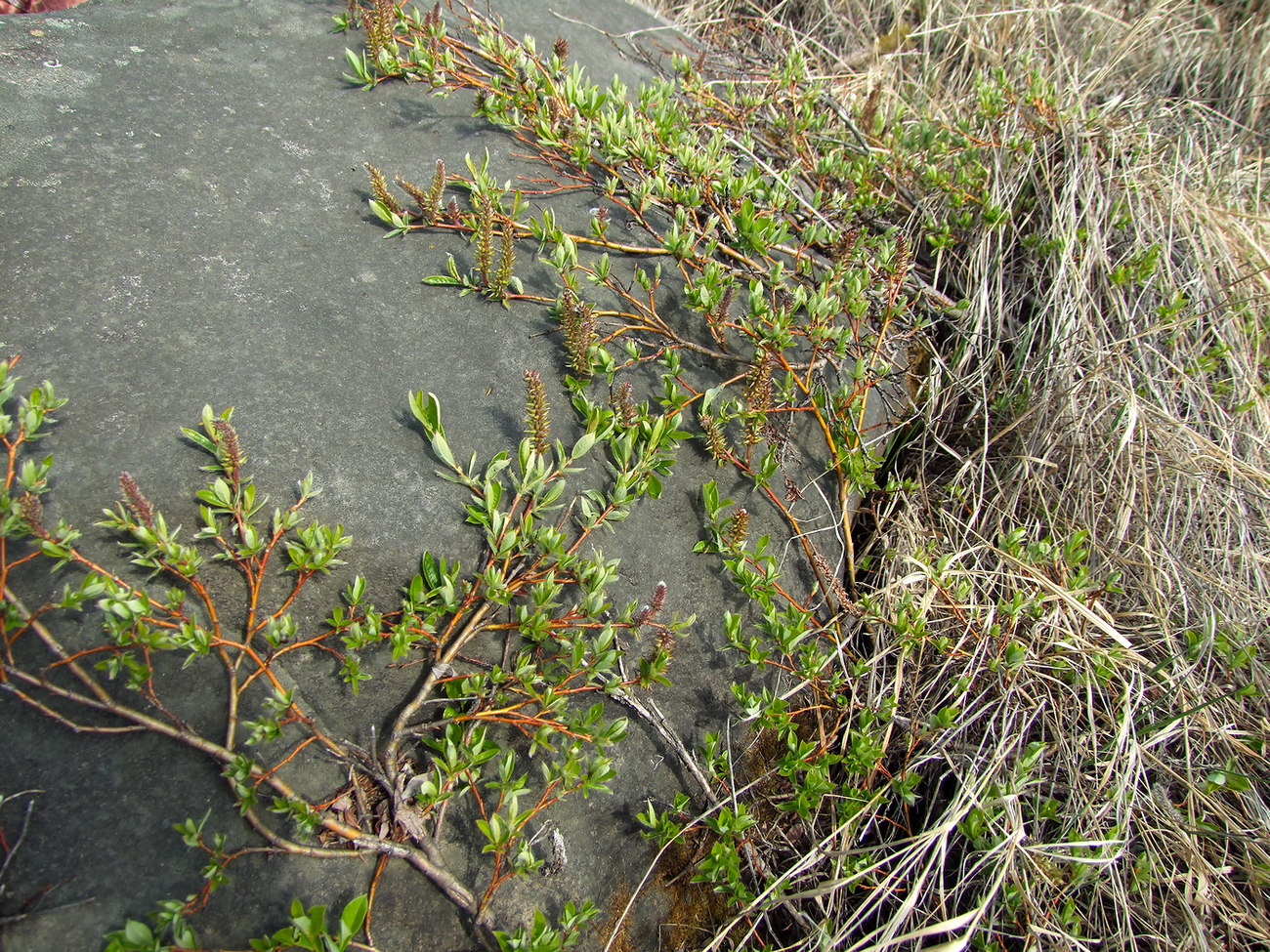 Изображение особи Salix saxatilis.