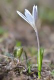 Crocus alatavicus