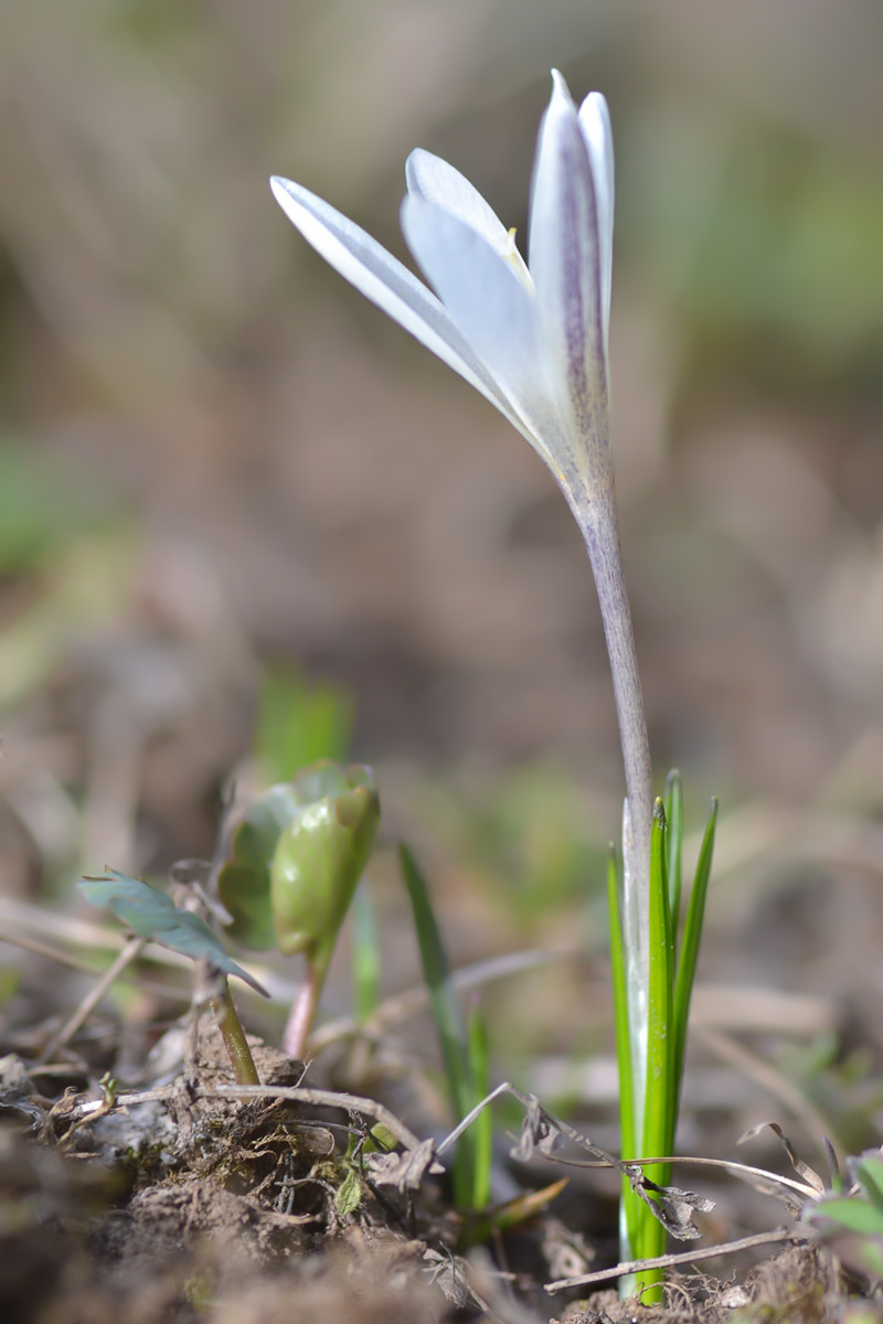 Image of Crocus alatavicus specimen.